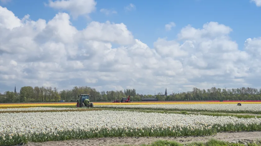 Velden vol met gekleurde bloemen waar een traktor doorheen rijdt. De kerktoren van Hillegom aan de horizon