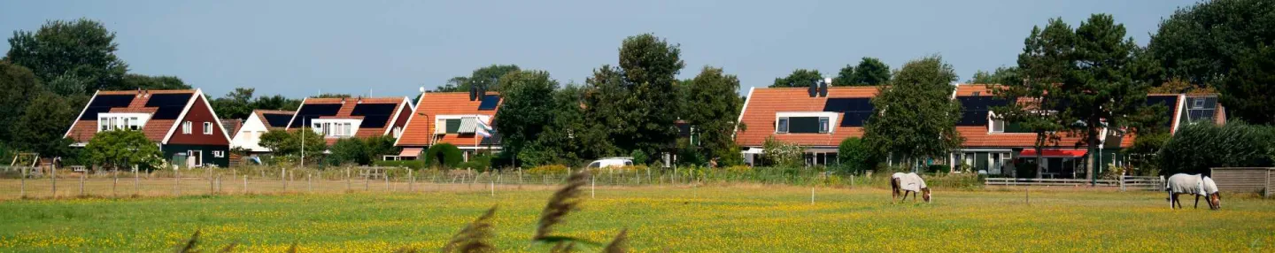 Rietkraag met daarachter een weiland met paarden en in de verte vrijstaande woningen met puntdaken bedekt met rode pannen en zonnepanelen in de wijk Nieuw Dokkum, Schiermonnikoog.